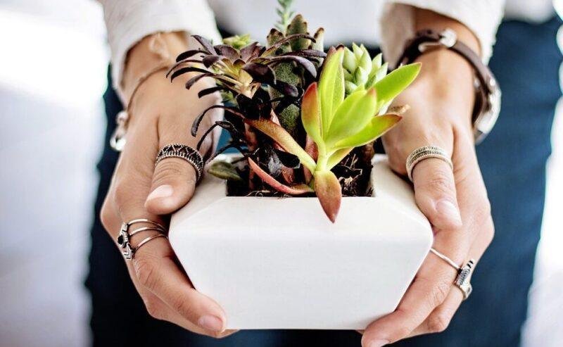 Piante da Interno Resistenti: Le 10 Migliori per Chi Non Ha il Pollice Verde