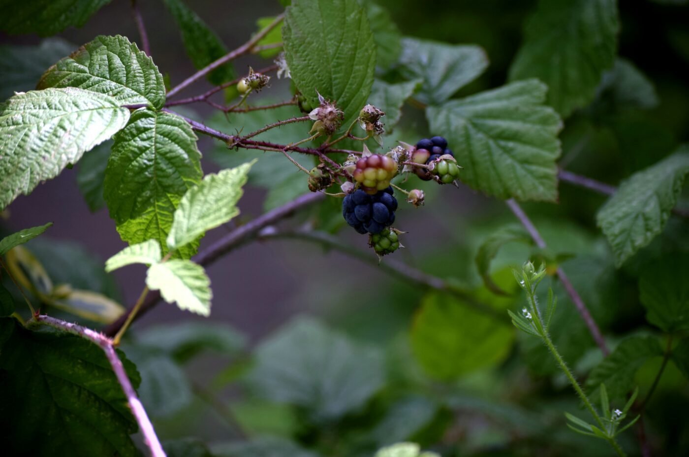 More e Lamponi in Vaso? 