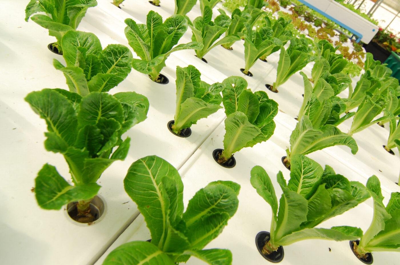 Idroponica per Principianti