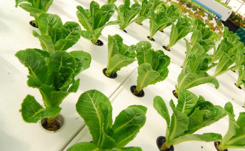 Idroponica per Principianti