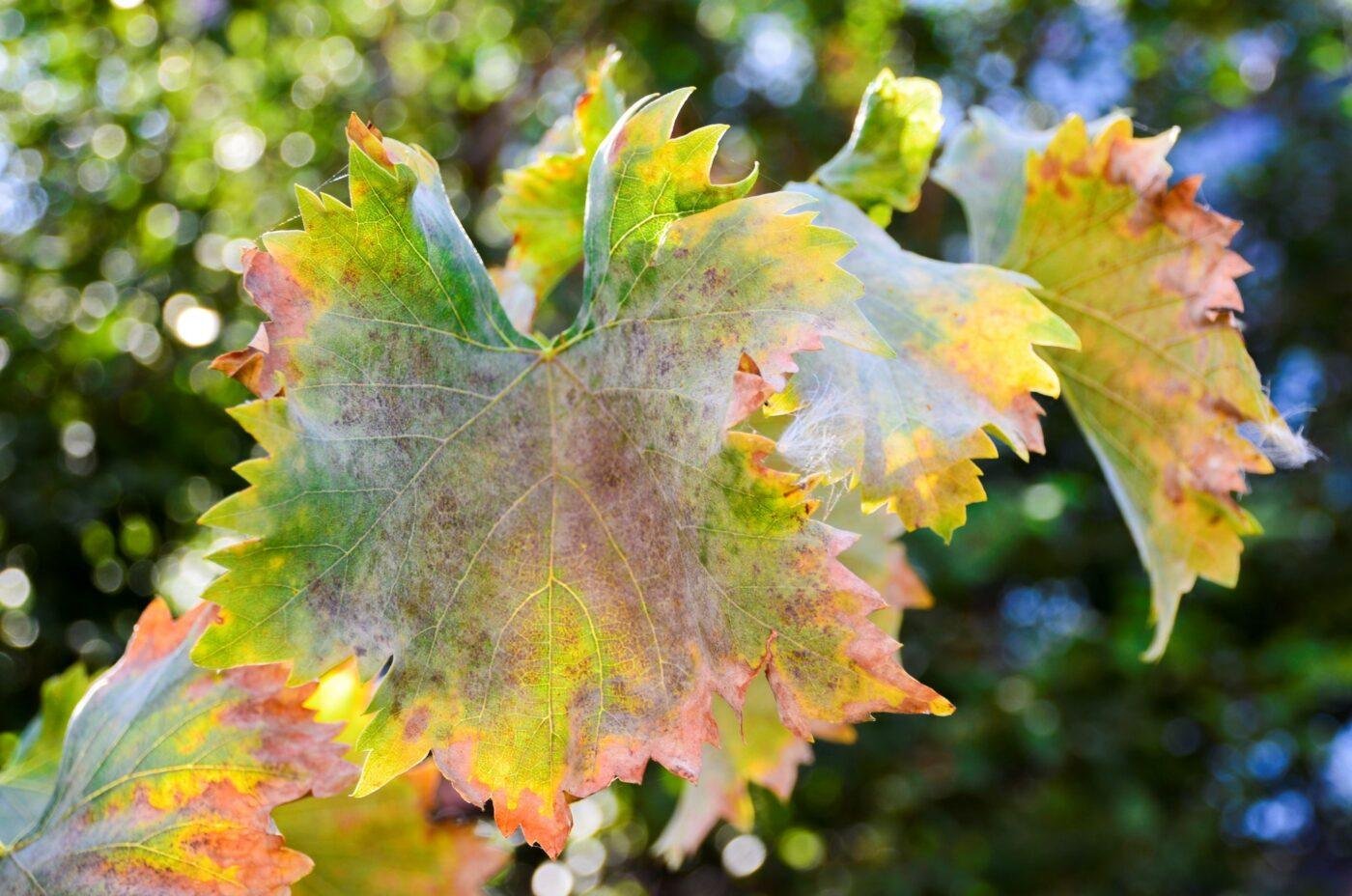 Come Combattere i Parassiti in Modo Naturale