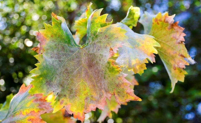 Come Combattere i Parassiti in Modo Naturale